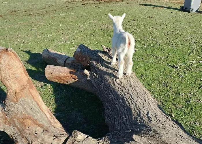 La Semente مزرعة للإقامة *